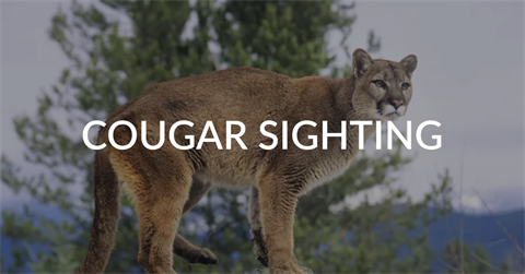 Cougar Sighting.png