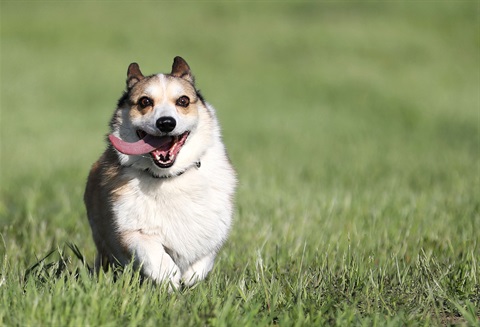 Corgi - dog park.jpg